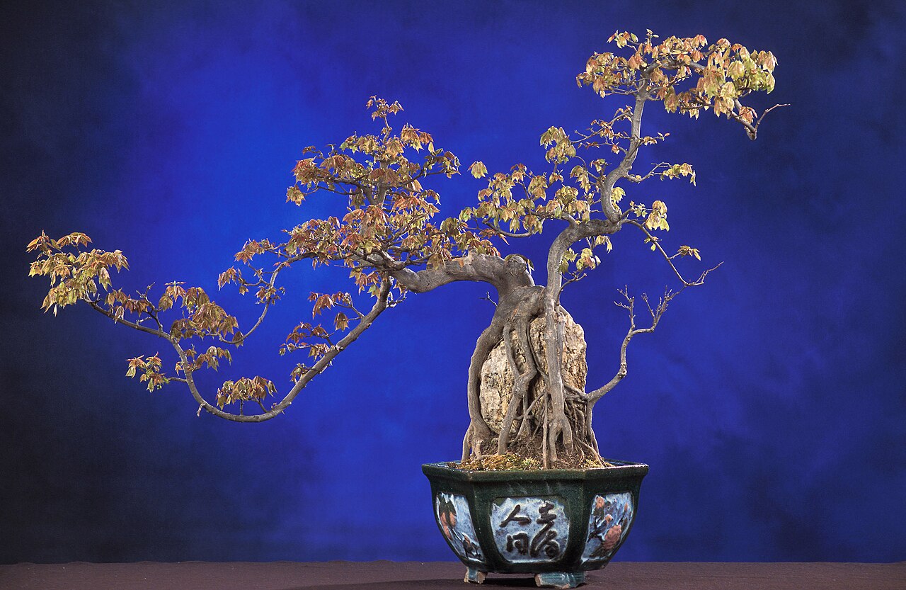 Trident Maple bonsai, a classic deciduous bonsai species